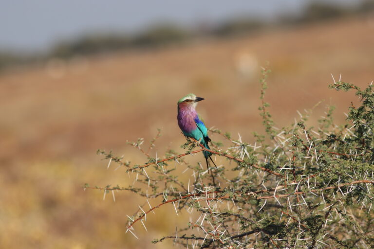 Oiseaux d’Afrique Australe