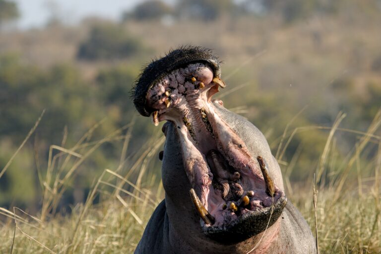 Grands Animaux d’Afrique Australe