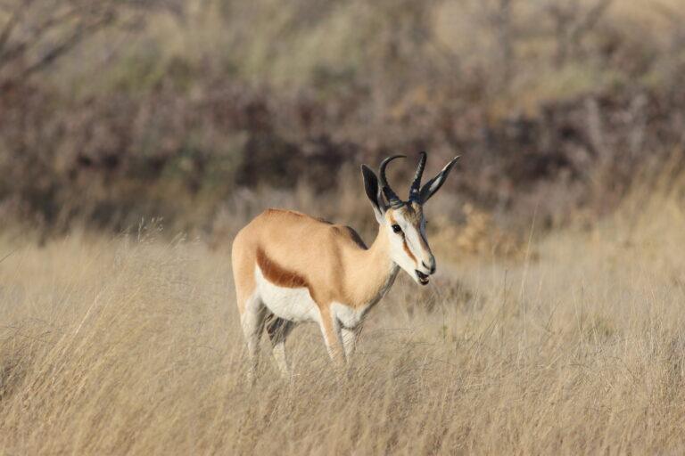 Animaux d’Afrique Australe